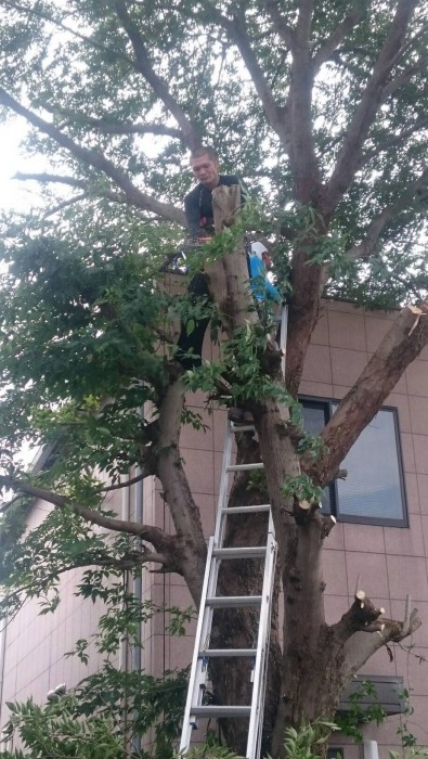 伐採 伐採