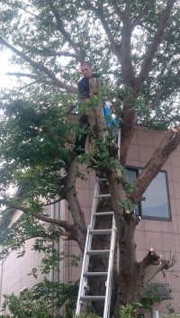 高くなりすぎた木の伐採中！
