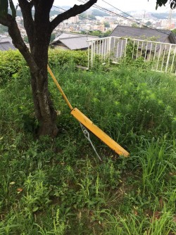 草刈り前