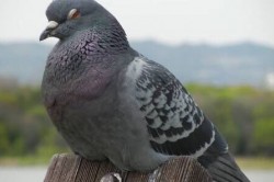 鳩（鳥）