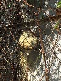 スズメバチの巣