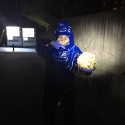 スズメバチの巣駆除完了
